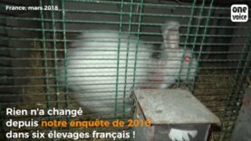 Lapins angoras : en 2018, rien n’a changé !