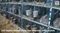 Lapins angoras : l’enquête de 2016 en France