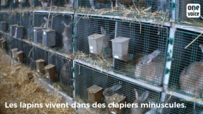 Lapins angoras : l’enquête de 2016 en France