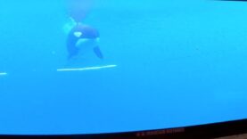 L’autre MarineLand : une orque à l’isolement, des bélugas entassés…