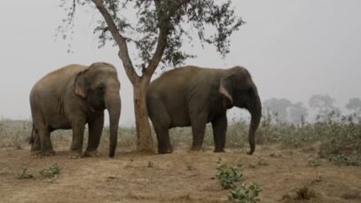 Laxmi, Bijili & Chanchal