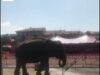 Lechmee est à Nice : la stérétoypie de l’éléphante donne la nausée