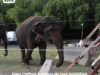 Lechmee Mina et Kamala, trois éléphantes en détresse dans un cirque