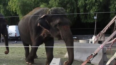Lechmee Mina et Kamala, trois éléphantes en détresse dans un cirque
