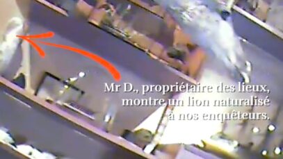 Les cirques, pourvoyeurs d’animaux à un taxidermiste du tout-Paris. Révélations
