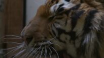 Les tigres, 3 semaines après la saisie