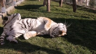 Les tigres un mois après leur sauvetage #10TigresDans1Camion #CirquesSansAnimaux
