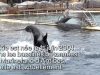 L’inquiétant état de santé de Wikie, orque captive au Marineland d’Antibes