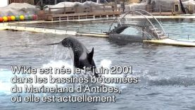 L’inquiétant état de santé de Wikie, orque captive au Marineland d’Antibes