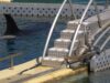 Marineland prévoit de transférer Inouk, Wikie, Moana et Keijo dans un delphinarium en Chine