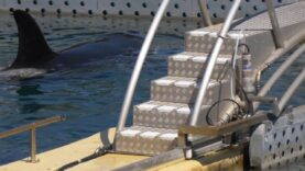 Marineland prévoit de transférer Inouk, Wikie, Moana et Keijo dans un delphinarium en Chine