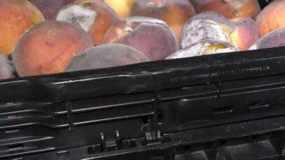 Micha, Glasha et Bony : état des cellules