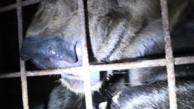 Micha, Glasha et Bony, trois ours ” de cirque” dans des cellules en France