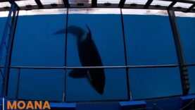 Moana, un jeune orque en piteuse santé au Marineland d’Antibes