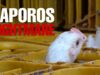 New York 2018 KAPOROS Nightmare: Unseen Footage