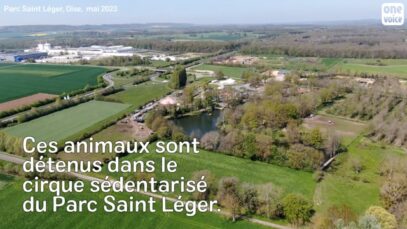 Nouvelle enquête au Parc Saint Léger : rien ne change pour les animaux du cirque fixe