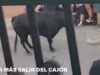 Novillo se fractura una pata al comenzar un encierro en Castellar (Jaén)