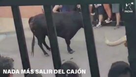 Novillo se fractura una pata al comenzar un encierro en Castellar (Jaén)