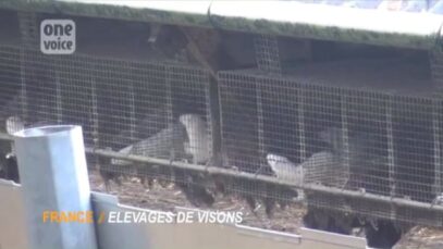 One Voice – Elevages de visons en France : stéréotypies