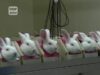 One Voice – Enquête dans un laboratoire : la fièvre des lapins