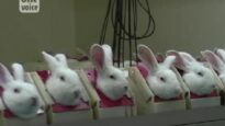 One Voice – Enquête dans un laboratoire : la fièvre des lapins