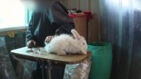 One Voice – Enquête : l’exploitation des lapins angoras