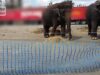 One Voice et Code Animal – Pour la libération des éléphantes du cirque Medrano