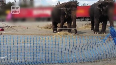 One Voice et Code Animal – Pour la libération des éléphantes du cirque Medrano