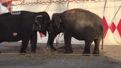 One Voice – Liberté pour Lechmee, Mina et Kamala