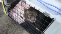 One Voice – Zoe Unit: Return to a previously convicted breeder