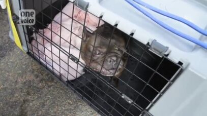 One Voice – Zoe Unit: Return to a previously convicted breeder