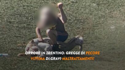 Orrore in Trentino: gregge di pecore vittima di gravissimi maltrattamenti!