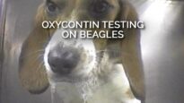 OxyContin Testing on Beagles