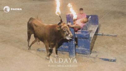 PACMA documenta la angustia de un toro con una cuerda atada dos minutos a sus cuernos en Aldaya