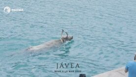 PACMA documenta la presencia de menores participando en los polémicos bous a la mar de Jávea