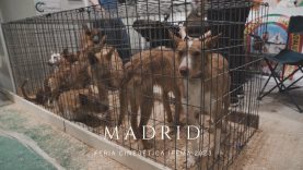 Perros encerrados en minúsculas jaulas: documentamos una feria cinegética en Madrid