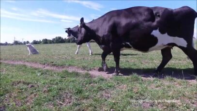 Pino macht seinen Herdenjob