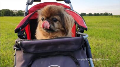 Puschek, grüß mir die Sonne