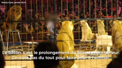 Quand les circassiens se font magiciens