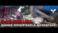 Sadismus! Hühner zerquetscht und aufgespiesst// SOKO Tierschutz e.V.