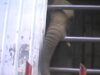 Samba frappe le camion #UnSanctuairePourSamba #CirquesSansAnimaux