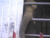 Samba frappe le camion #UnSanctuairePourSamba #CirquesSansAnimaux