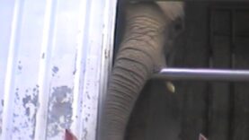 Samba frappe le camion #UnSanctuairePourSamba #CirquesSansAnimaux