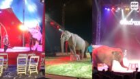 Samba, Nelly & Brigit, Mina & Kamala, éléphantes “de cirque”