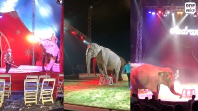 Samba, Nelly & Brigit, Mina & Kamala, éléphantes “de cirque”