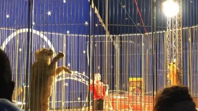 Sauver les lionnes, compagnes de Jon !