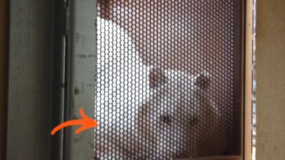 Sauvetage puissance dix: les tigres de Masson ne sont plus dans le camion!