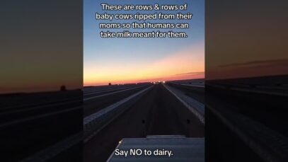 Say NO to Dairy #youtubeshorts