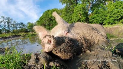 Schweineguter Badespaß