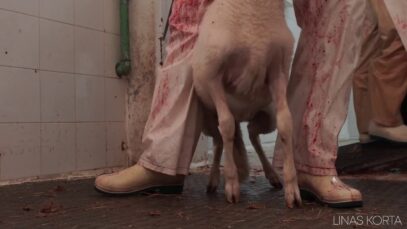 Sheep stunning and stabbing